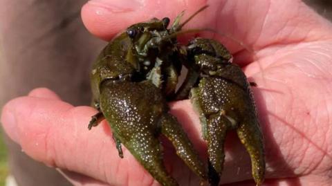 A crayfish being held