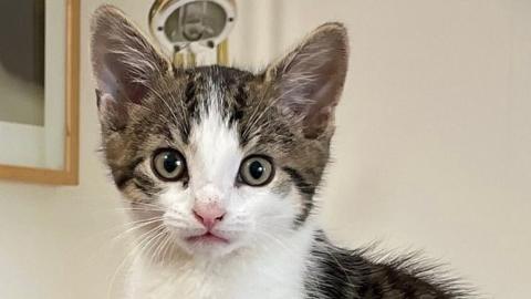 A young white and brown kitten looks at the camera