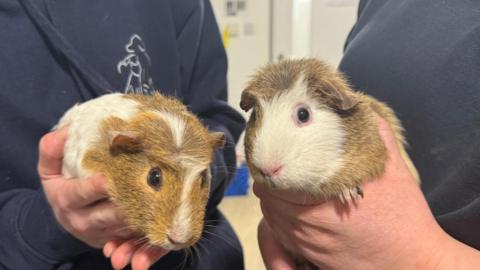 A picture of two guinea pigs being held. There is two people wearing navy jackets and shirts. They are holding the guinea pigs, ginger and white in colour.