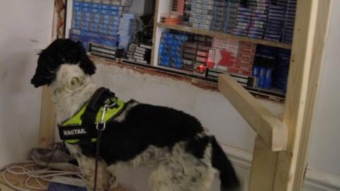 A police sniffer dog standing next to a hide full of various brands of cigarettes 