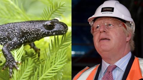 Great crested newt and Boris Johnson