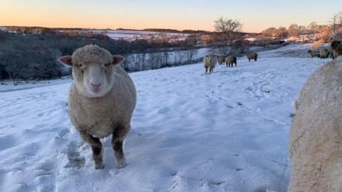 Some sheep are standing on a snowy field. One sheep is looking directly at the camera. Behind them the sun is coming up.