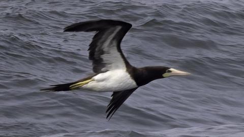 the brown booby in flight, a large seabird with a white chest and dark wings and head