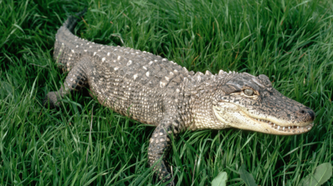 Stock image of an American alligator in some grass