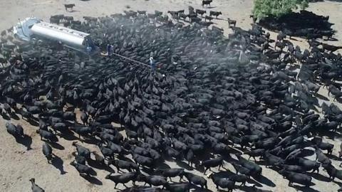 Cattle swarm truck in New South Wales, Australia on 8 August 2018