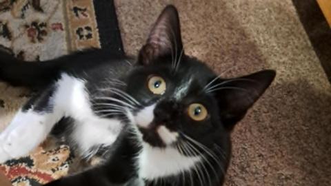 A black and white kitten is sat on a carpet and is looking up at the camera