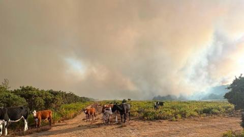 New Forest fire