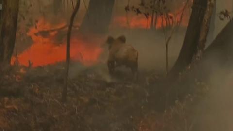 A koala bear in Australia's wildfires