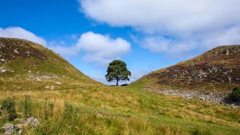 The Sycamore Gap tree before it was cut down. It is sitting in a dip in the landscape and surrounded by grass and stones. The sky is blue with some large clouds. The landscape is rough, rocky undulating grassland.