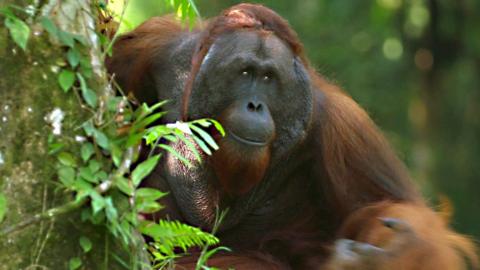 An orangutan