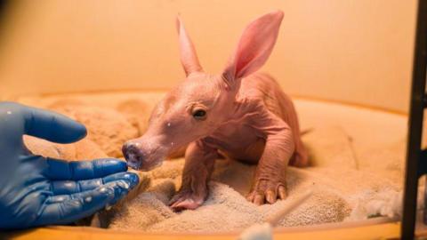 Aardvark calf.
