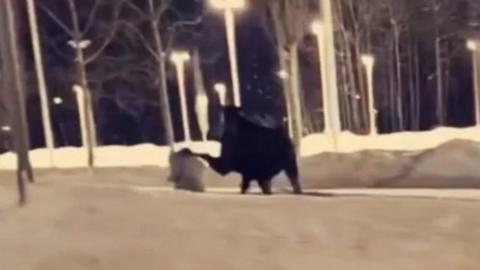 A video shows the terrifying moment a woman was blind-sided by a moose in Anchorage, Alaska.