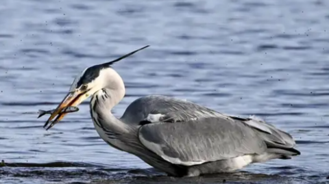 A close up of a heron that has caught a fish in the middle of a lake. The small fish is lodged in its beak.