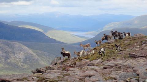 A group of wild goats, all with varied colours of fur - some brown, black and white, gathered together on the top of a mountain.