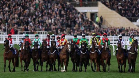 Horses lining up to start a race at Cheltenham