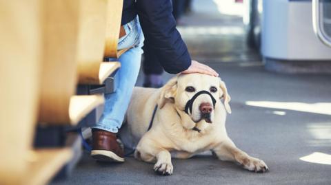 A Labrador Retriever lies calmly on the floor of a public transportation vehicle. The dog is wearing a black head halter and appears relaxed. Next to the dog, a person - whose upper body is not visible - is seated and gently patting the dog's head with one hand. The person is dressed in blue jeans, brown shoes, and a dark jacket.