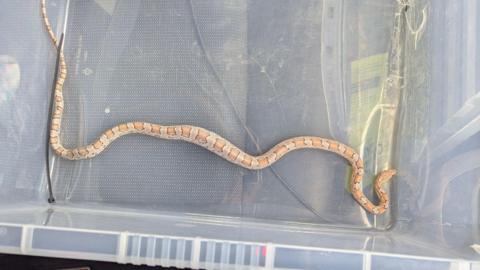 A juvenile corn snake with light brown and orange markings resting in a clear plastic container.