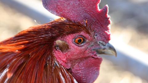 Close up of the head of a chicken with red wattles and brown feathers