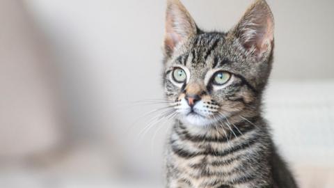 A grey, white and cream tabby cat looks off to the side of the camera.