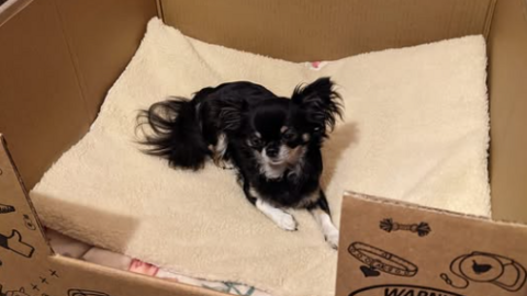 A black and white chihuahua laying on a soft beige bedding in a card board box.
