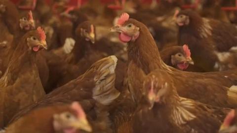 Chickens in a coop, with several red hens standing close together.
