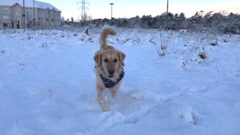 Dog in snow in Inverness