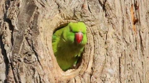 A green parakeet with a red beak is peeking out from a hole in a brown tree. 