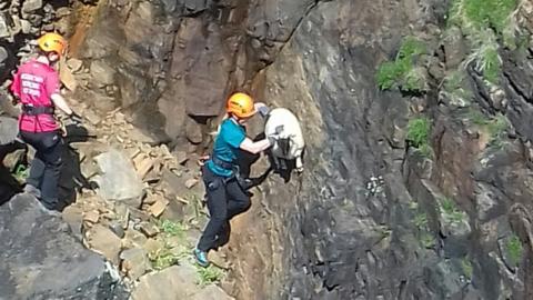 Lamb rescue on Lewis