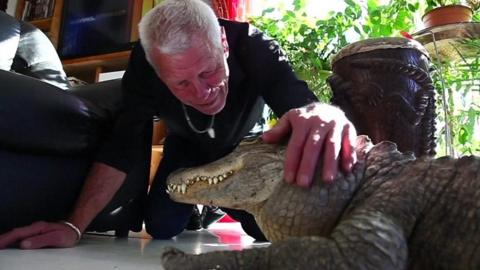 A man pats his pet alligator