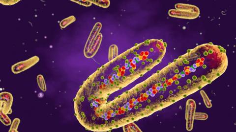 A digital image of a Marburg virus cell which contains several circles of multiple different colours including red, yellow, green and purple