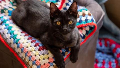The image shows a black cat lying on a multicoloured blanket staring at the camera. It has orange eyes and black irises.