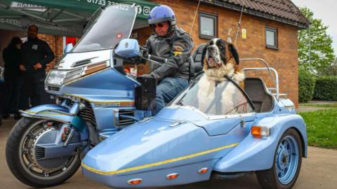 St Bernard Louis in side car with owner Alan on bike 