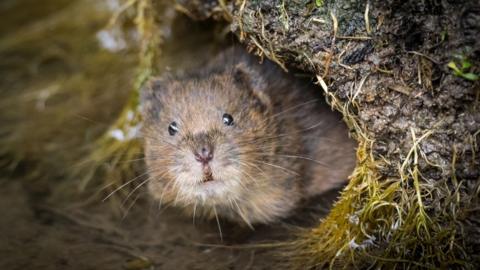 A water vole, a small rodent with beady eyes and whiskers. It is outside its burrow.
