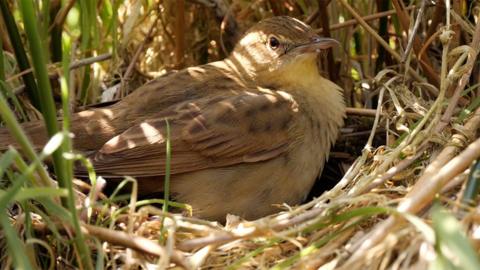A warbler bird sat in nest. 
