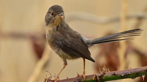 A Dartford warbler with brown feathers and a long tail. It is perched on what appears to be a bramble which has thorns on it. The bird is looking off to the right of the frame while its body is turned to the left.