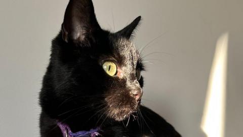 A black cat wearing a purple collar sitting and looking to one side. There's a white wall behind it with some shadows projected onto it.