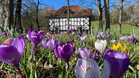 image showing purple, white and yellow crocus blooming with sunny skies behind