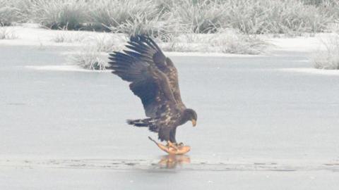 A White-tailed Eagle is picking up a fish from a body of water.