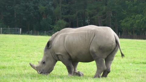 Amara the rhino.