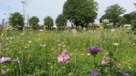 A field full of pink, purple and white flowers has a row of trees at its edge and a light grey sky behind