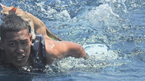 A Thai navy officer swims with a rescued cat on his back in the Andaman Sea March 2, 2021