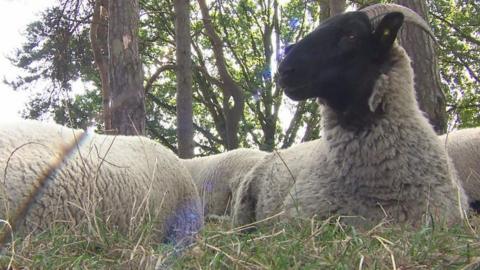 Hampstead Heath sheep