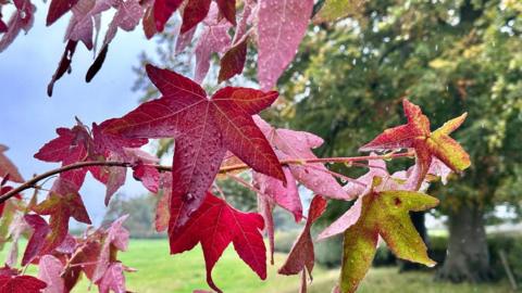 Red autumn leaves with drops of rain close-up with grass, trees and blue skies behind 