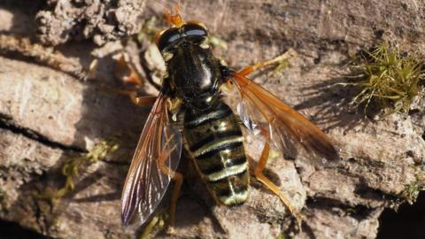 Close-up of an green forest hoverfly resting on rocky terrain
