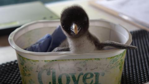 A northern rockhopper penguin chick sits in a clover butter dish and looks directly at the camera.