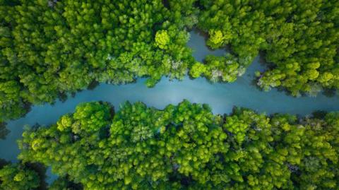 Aerial view of a green mangrove forest.