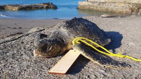 A turtle on Portwrinkle beach with a tag on its leg.