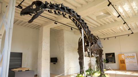 vulcain apatosaurus skeleton