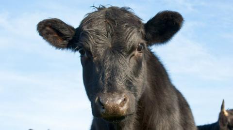 A curious Aberdeen Angus calf looks at the camera - stock image 