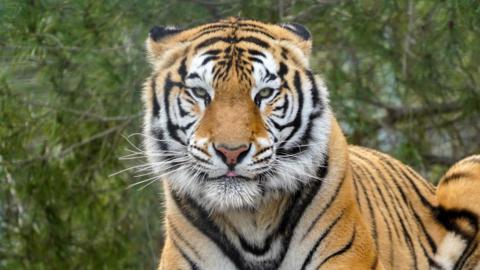 Aqua the Tiger looking directly into the camera. There are trees out of focus in the background.